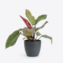 Philodendron erubescens 'Red Congo'