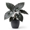Alocasia 'Regal Shields' 'Regal Shields'