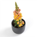 Antirrhinum majus