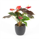 Anthurium andraeanum