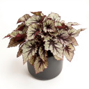 Begonia rex-cultorum 'Rex Cultorum Group (variegated foliage type)'