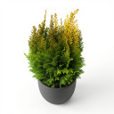Cupressus macrocarpa 'Goldcrest' 'Cupressus macrocarpa 'Goldcrest''