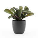 Ctenanthe setosa