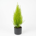 Cupressus macrocarpa 'Goldcrest' 'Goldcrest'