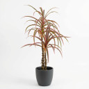 Dracaena marginata 'Colorama'