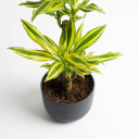 Dracaena fragrans 'Lemon Lime'