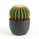 Echinocactus grusonii