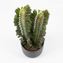 Euphorbia trigona