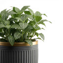 Fittonia albivenis 'White Vein (Albivenis Group)'