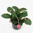 Medinilla magnifica