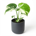 Monstera deliciosa 'Thai Constellation' 'Thai Constellation'