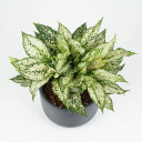 Phalaenopsis Orchid (Moth Orchid)