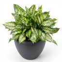 Blushing Philodendron