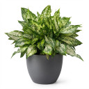 Blushing Philodendron