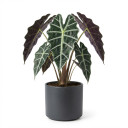 Alocasia × amazonica 'Polly' 'Polly'