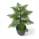 Araucaria heterophylla