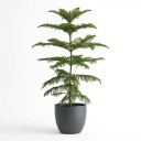 Araucaria heterophylla