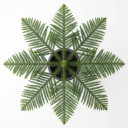 Cast Iron Plant