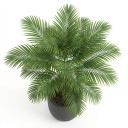 Areca catechu