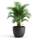 Areca catechu