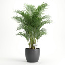 Areca catechu