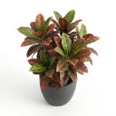 Devil's Tongue Barrel Cactus