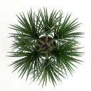 Cylindrical Snake Plant