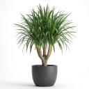 Cylindrical Snake Plant