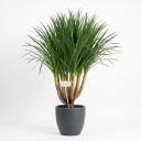 Cylindrical Snake Plant