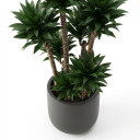 African Mask Plant 'Amazonica'