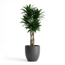 African Mask Plant 'Amazonica'