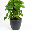 Dwarf Umbrella Tree