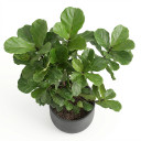 Nerve Plant