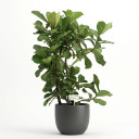 Nerve Plant