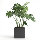 Variegated Dwarf Umbrella Tree 'Variegated'