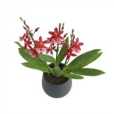 Oncidium hybrid