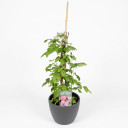 Rubus idaeus