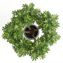 Schefflera arboricola
