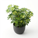 Dwarf Umbrella Tree 'Variegata'