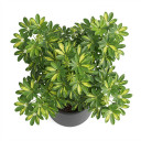 Dwarf Umbrella Tree 'Variegata'