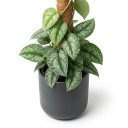 Satin Pothos