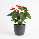 Flamingo Flower (Anthurium)