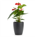 Flamingo Flower (Anthurium)