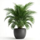 Areca Palm