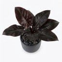 Red-Leaf Philodendron