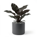 Red-Leaf Philodendron