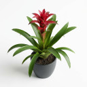 Scarlet Star Bromeliad