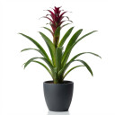 Scarlet Star Bromeliad