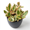 Red-Edge Peperomia 'Red Edge'