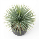 Yucca brevifolia